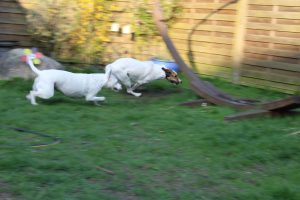Hunderennen, Sommertag im April