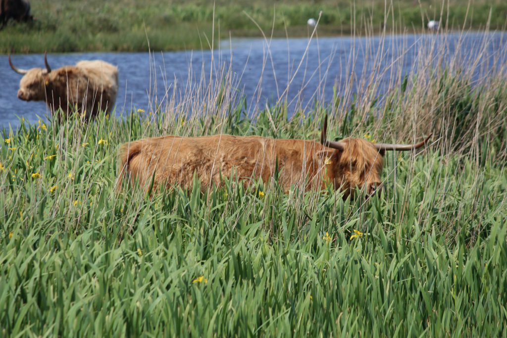 Galloway Rind in Lilienwiese, Texel, Postkartenmotive