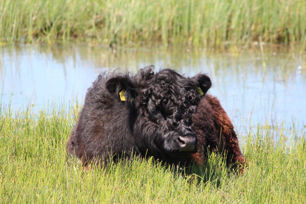 Black Angus Rind in De Muy, Texel, Postkartenmotive