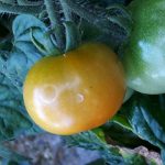 Tomate, Kleine Früchtchen