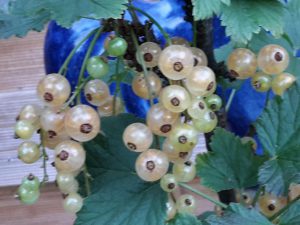 weiße Johannisbeere, Kleine Früchtchen