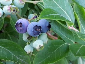 Blaubeere, Kleine Früchtchen
