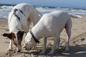 Strandspuren von Zina und Feli, Hundeurlaub auf Texel