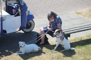 Warten auf Herrchen, Hundeurlaub auf Texel