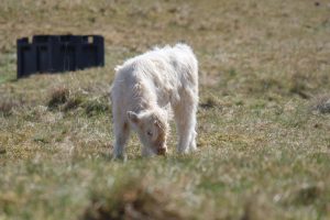Zuckeralarm, Das weiße Kälbchen