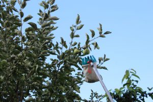 Apfelpflücker, Apfelernte