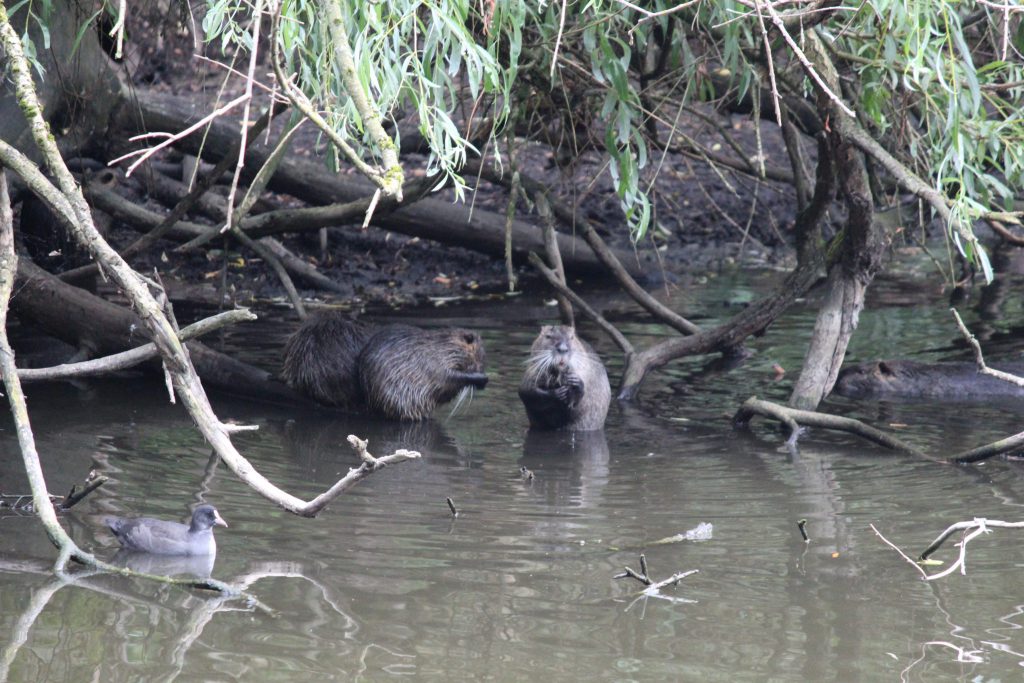 Vier Bisambiber, Kleine Bisamfamilie