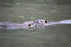 Wasserspiele der Kleine Bisamfamilie