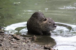 Bisam guckt, Kleine Bisamfamilie