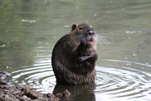 Bisam denkt wie Yoda, Kleine Bisamfamilie