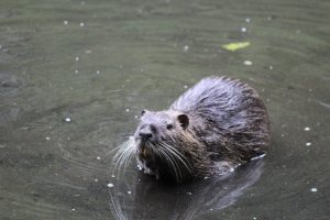 Zweiter Bisam von rechts, Kleine Bisamfamilie
