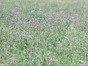 Kleewiese, Auszeit am Wochenende