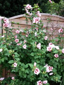 Hibiskus Busch, Eine kleine Blume muss man auch haben