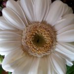 Sonnenblume, mein 56. Geburtstag