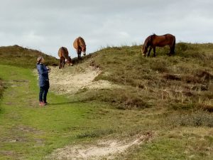 Birgit genießt die Wildpferde auf Texel