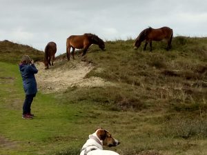Birgit fotografiert die Wildpferde auf Texel