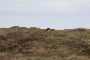Pferdepunkt in den Dünen, Wildpferde auf Texel