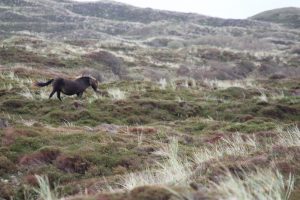 Verschmelzen von Pferd und Natur, Wildpferde auf Texel