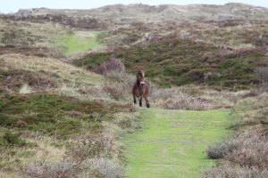 Wildpferde auf Texel auf dem Weg