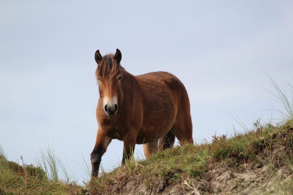 Hengst, Wildpferde auf Texel