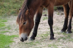 Grasendes Pferd, Wildpferde auf Texel
