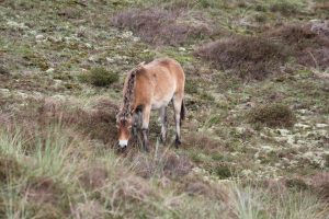 Gescheckte Mähne, Wildpferde auf Texel