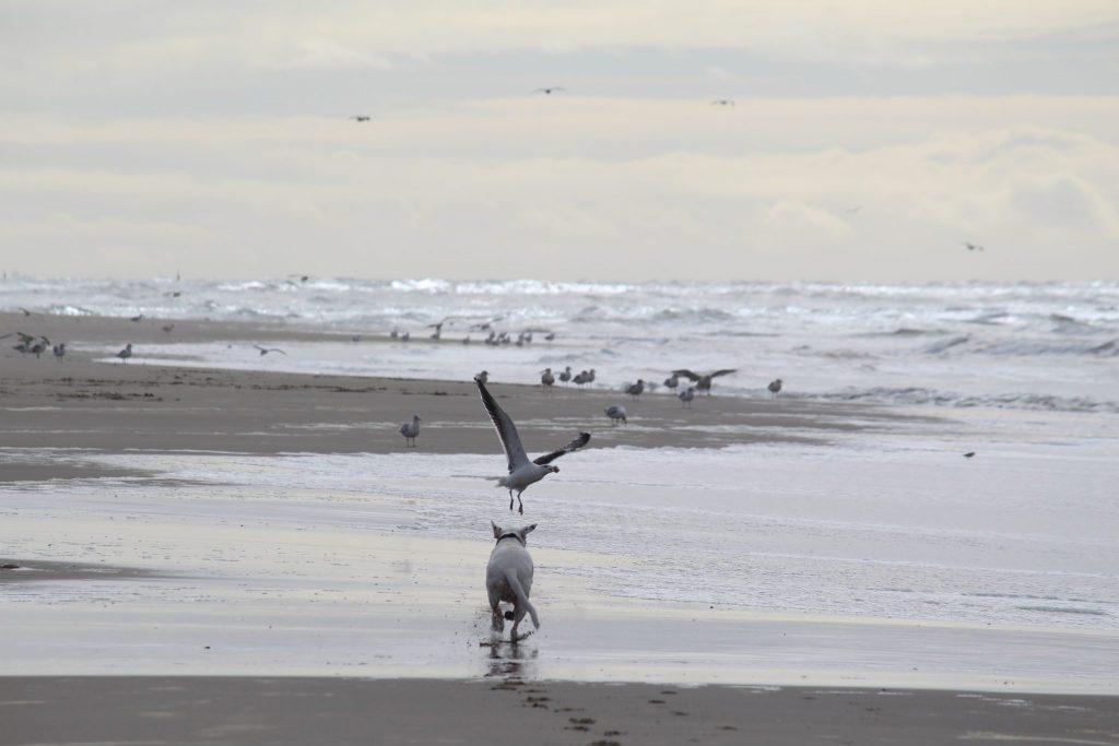 Zinas Möwenjagd, Wasserspiele der Hundemädels