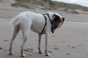 Felis Abtrocknen, Wasserspiele der Hundemädels