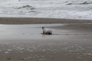 Wartende Zina, Wasserspiele der Hundemädels