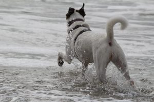 Felis Meeresbad, Wasserspiele der Hundemädels