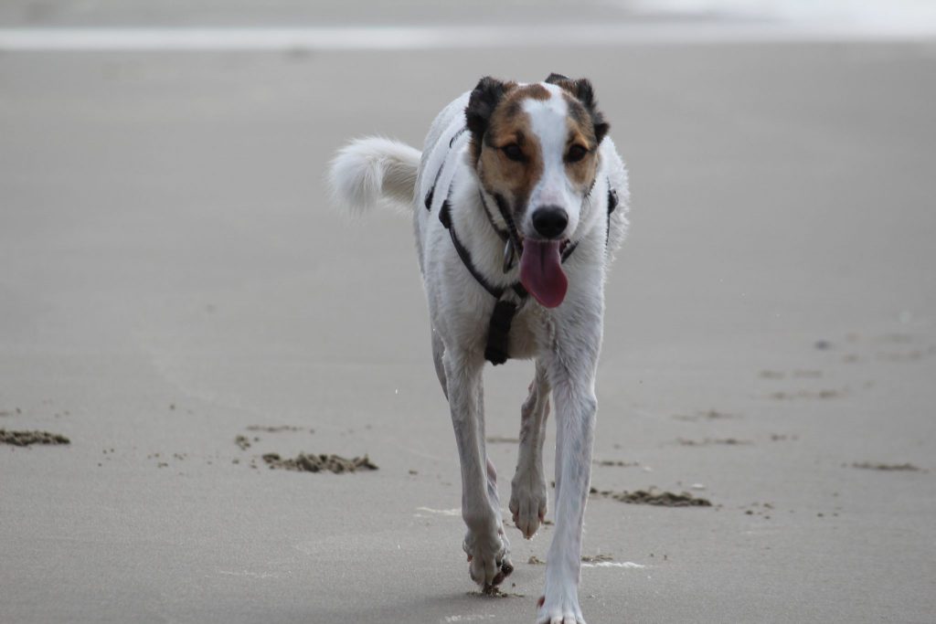 ausgepowerte Feli, Wasserspiele der Hundemädels
