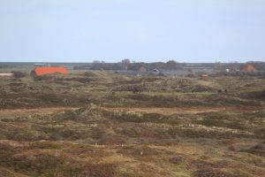 Such die Pferde, Wildpferde auf Texel