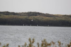 Silberreiher in Horspoldersa, unendliche Weite im Süden Texels
