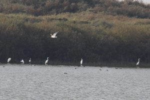 Silberreiher, unendliche Weite im Süden Texels