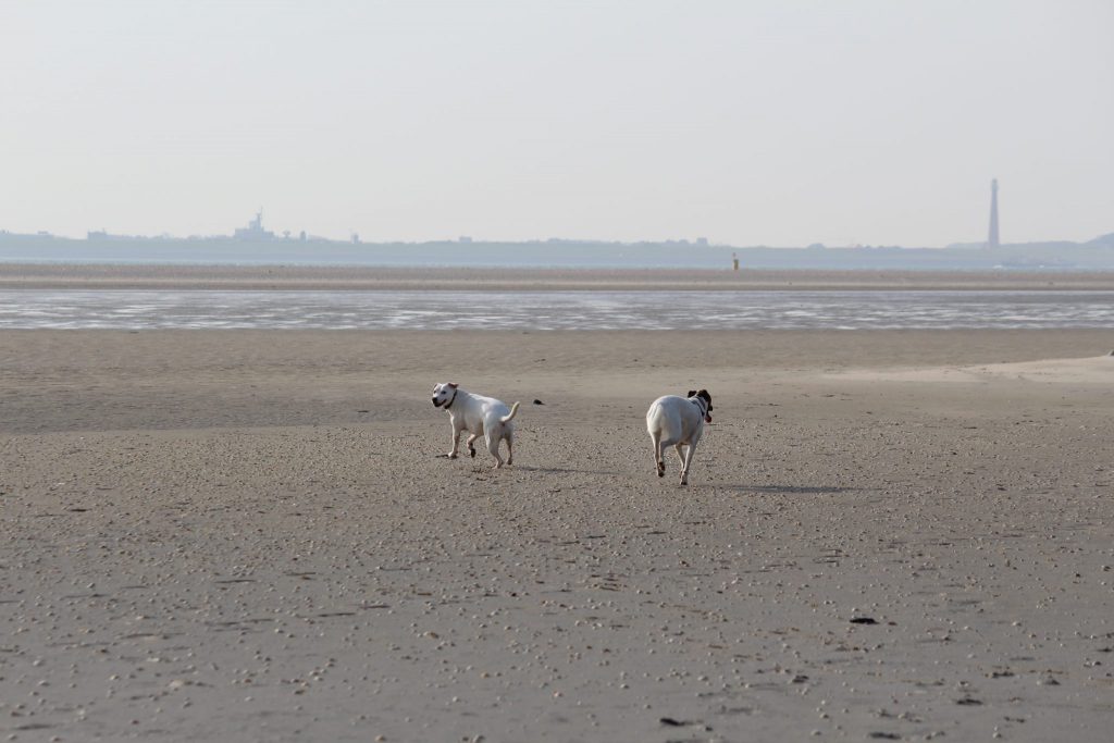 Zina und Feli auf der unendliche Weite im Süden Texels