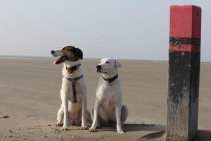Feli und Zina am Paal, unendliche Weite im Süden Texels
