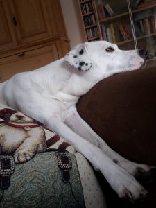 Zina auf dem Kissenberg - Die sensible Zina