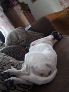 Feli surft auf dem Sofa -Die sensible Zina