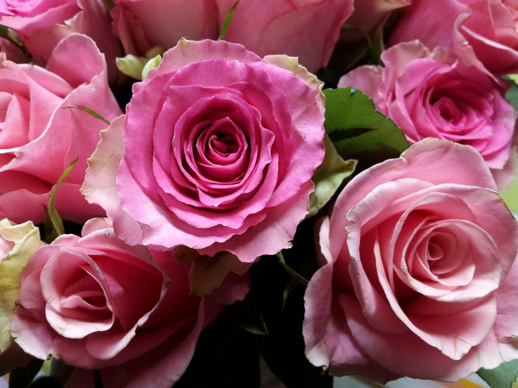 Rosengeschenk Petersilienhochzeit