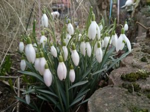 Schneeglöckchen, Winterblues