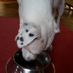 Zina der Fünf Punkt - Hundefutter ist alle