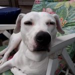 Zina im Gartenstuhl - Es ist wie es ist