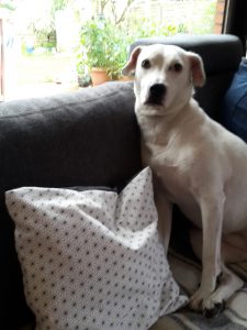 Für Zina ein neues kissen? - Nähen wir mal eben Kissenbezüge