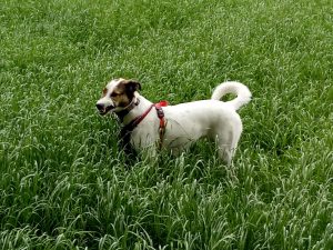 Grashalm zwischen Felis Zähnen - Feli, der Wiesenblitz