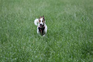 felis Spurt- Feli der Wiesenblitz