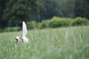 Feli mit aufgestelltem Schwanz - Feli der Wiesenblitz
