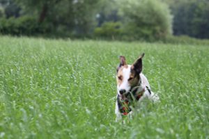 Felis Endspurt - Feli, der Wiesenblitz