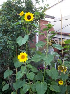 Von den Vögeln ausgesäte Sonnenblumen - Chillen im Garten