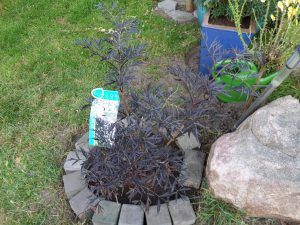 Holunderstrauch - Chillen im Garten