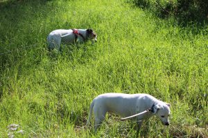Grasende Hundemädels Zina und Feli - Spaziergang bei den Störchen